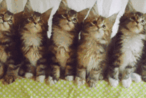 一排猫猫整齐扭头动态图