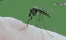 蚊子咬人图片
