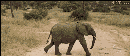 大象动画图片
