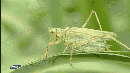 绿蝗虫图片