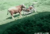 牛骑摩托搞笑图片