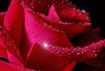 漂亮的动态玫瑰花图片