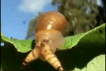 蜗牛爬行动态图片