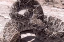 墨西哥响尾蛇图片