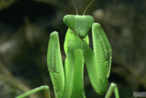 水螳螂图片