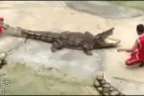 鳄鱼咬人视频图片