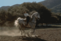 白衣美女骑白马动态图片