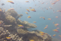 海底珊瑚礁金鱼图片