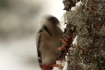 啄木鸟动态图片