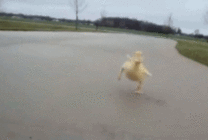 鸭子走路动态图片