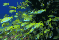 海底鱼动态屏保图片