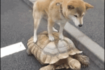 狗狗骑乌龟 搞笑动态图片