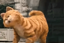 超萌的加菲猫图片