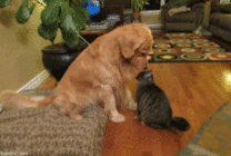 金毛狗和小猫搞笑动态图片