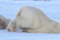 北极熊趴着走路动态图片