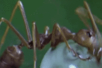 蚂蚁疯狂吃东西视频图片