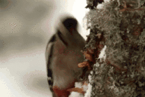 啄木鸟啄树皮动态图片