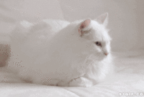 纯白色猫咪动态图片