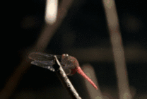 枝头红蜻蜓gif图片