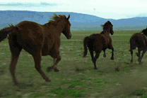 草原狂奔的野马图片