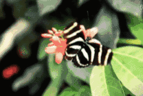 斑马纹蝴蝶花朵采蜜动态图