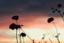 夕阳下随风微颤的小野花动态图