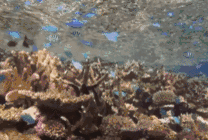 海底珊瑚和小鱼动态图