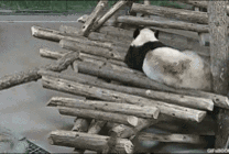熊猫被骚扰惊醒动态图