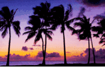 傍晚海边椰子树美景动态图