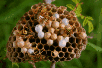 马蜂筑巢蜂窝动态图