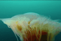 美丽的海底水母gif图片