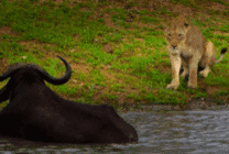 水牛和狮子静静的对视gif图