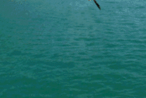 海面上海鸥飞动态图
