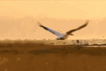 大海鸟飞掠江面动态图