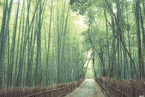 竹林雨景唯美图片