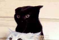 黑猫和白猫动态图片