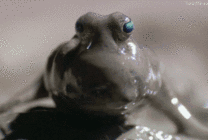 污泥里的青蛙GIF图片