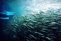 深海大鱼群GIF图片