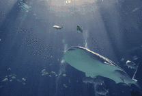 海洋馆里的大鲨鱼游来游去GIF图片