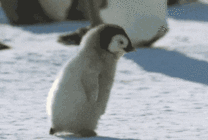 小企鹅快速的走路gif图片