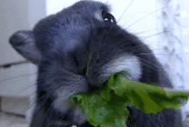 小兔子吃青菜gif图片