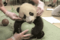 爱玩的小熊猫GIF图片