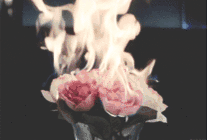 燃烧的粉玫瑰动态图