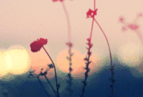 红色小野花唯美图片