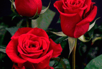 鲜艳的红玫瑰动态图