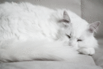 大白猫打瞌睡gif图