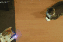 猫咪玩激光动态图