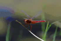 一只红蜻蜓动态图