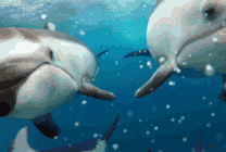 快乐的小海豚动态图