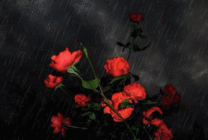 雨中红玫瑰花动态图片